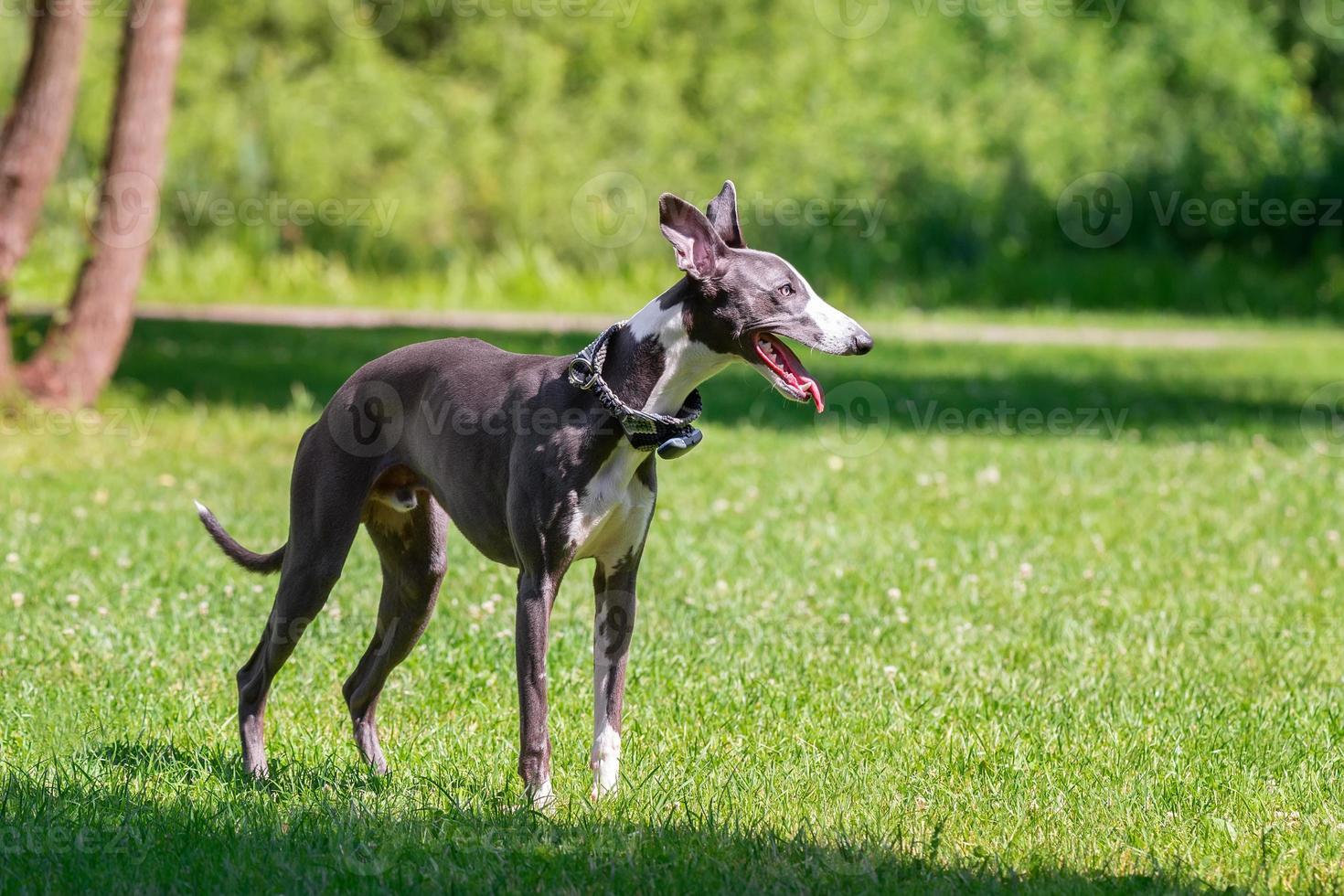 Dog breed hound photo