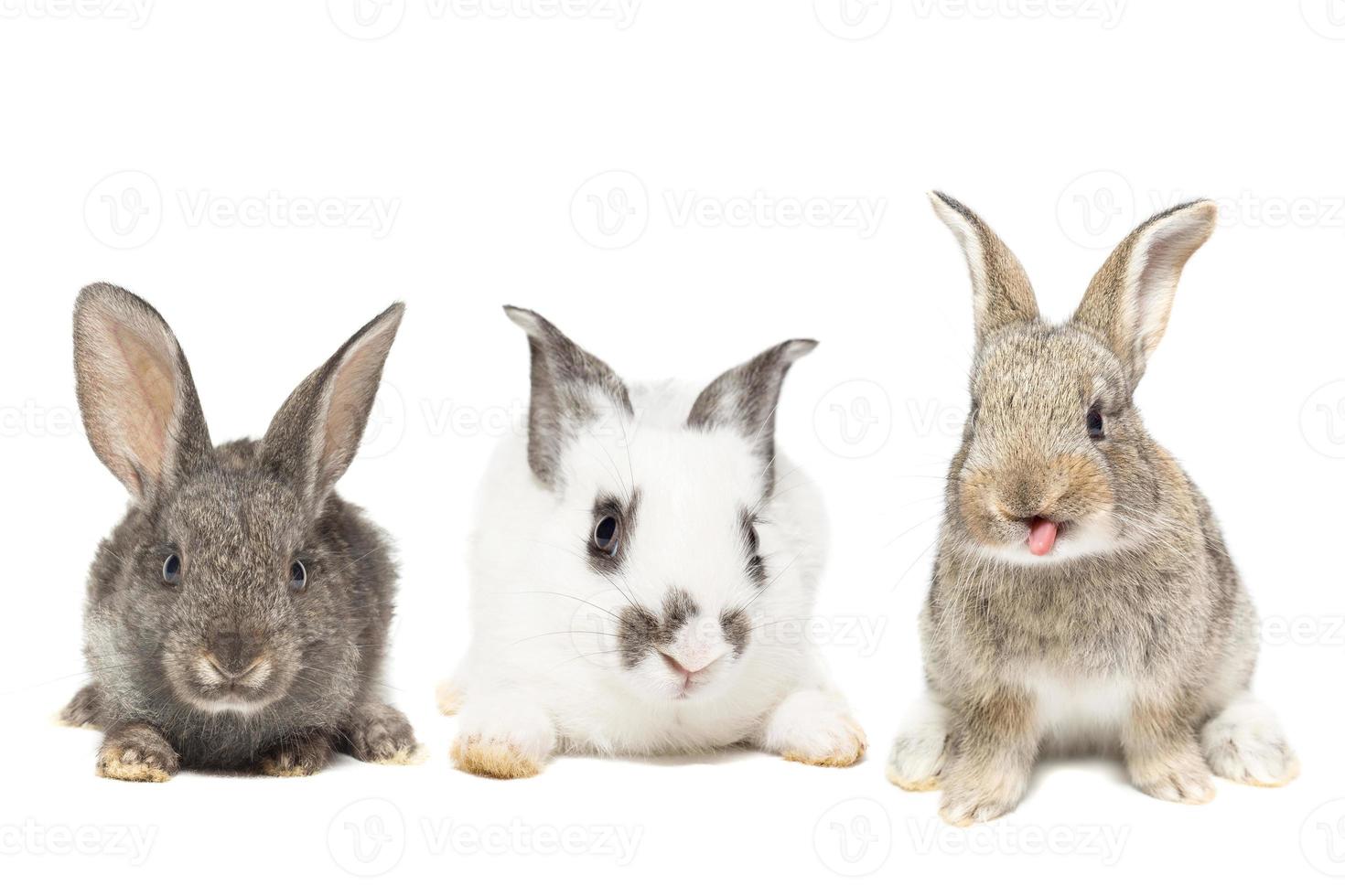 rabbit on white background photo