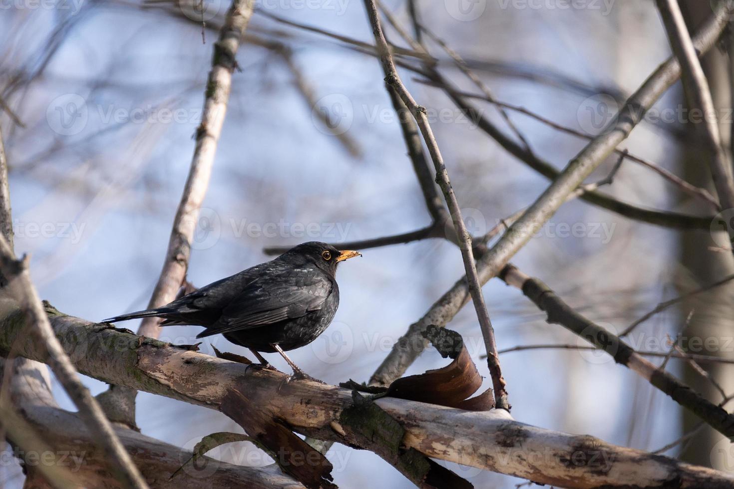 Common blackbird male Turdus merula photo