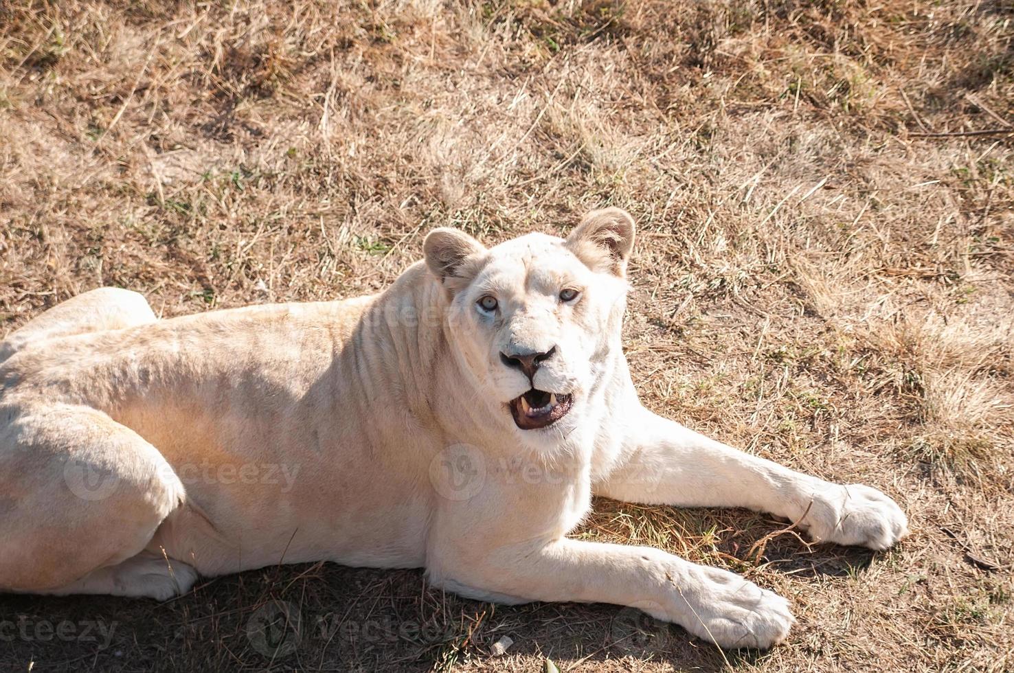 Lioness on the grass photo