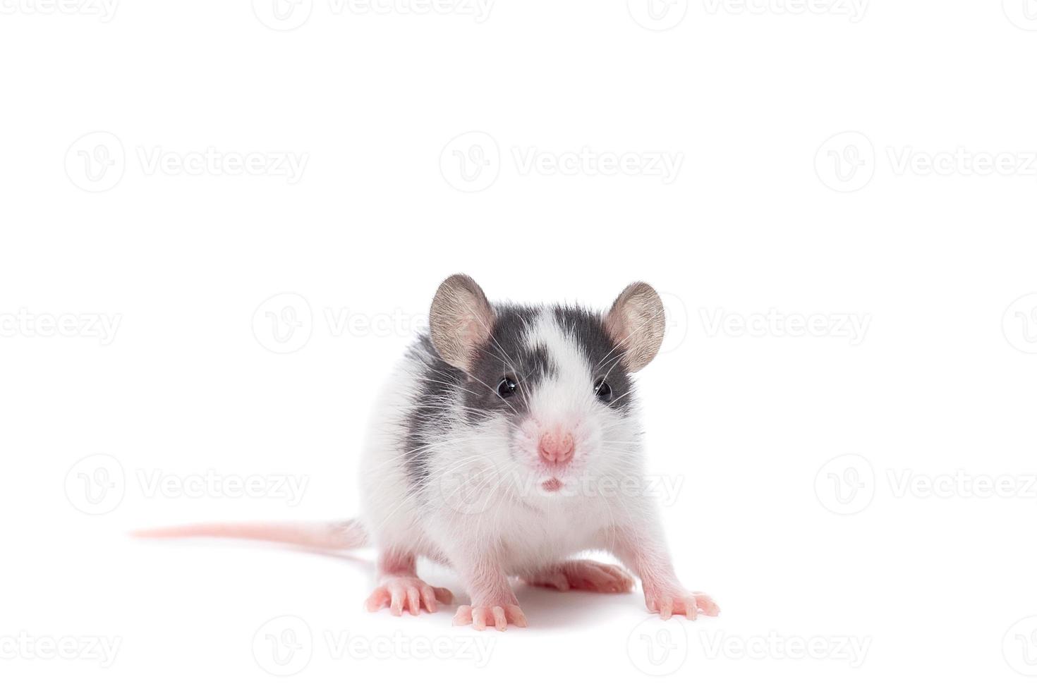 rat on white background photo