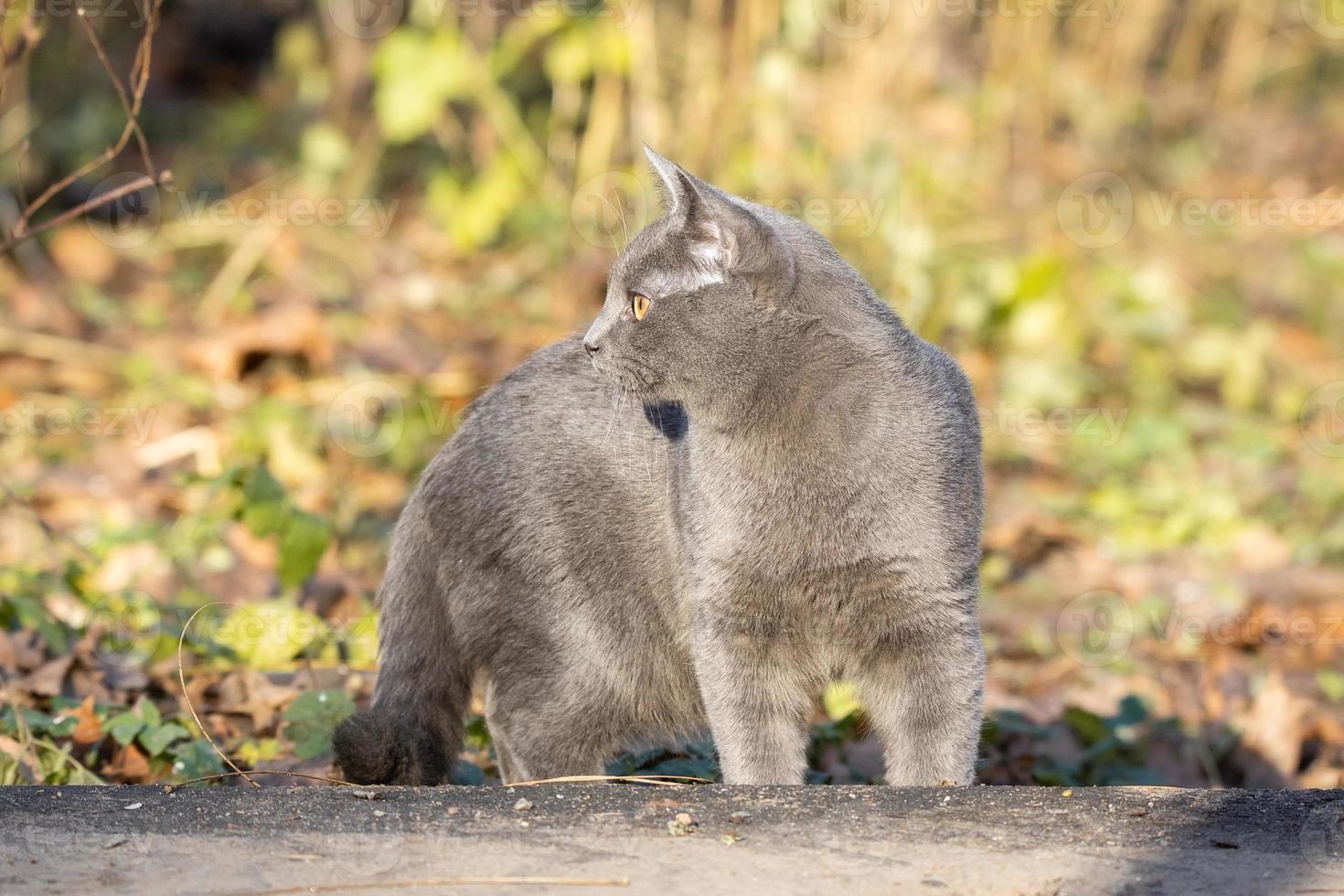 cat Russian blue photo