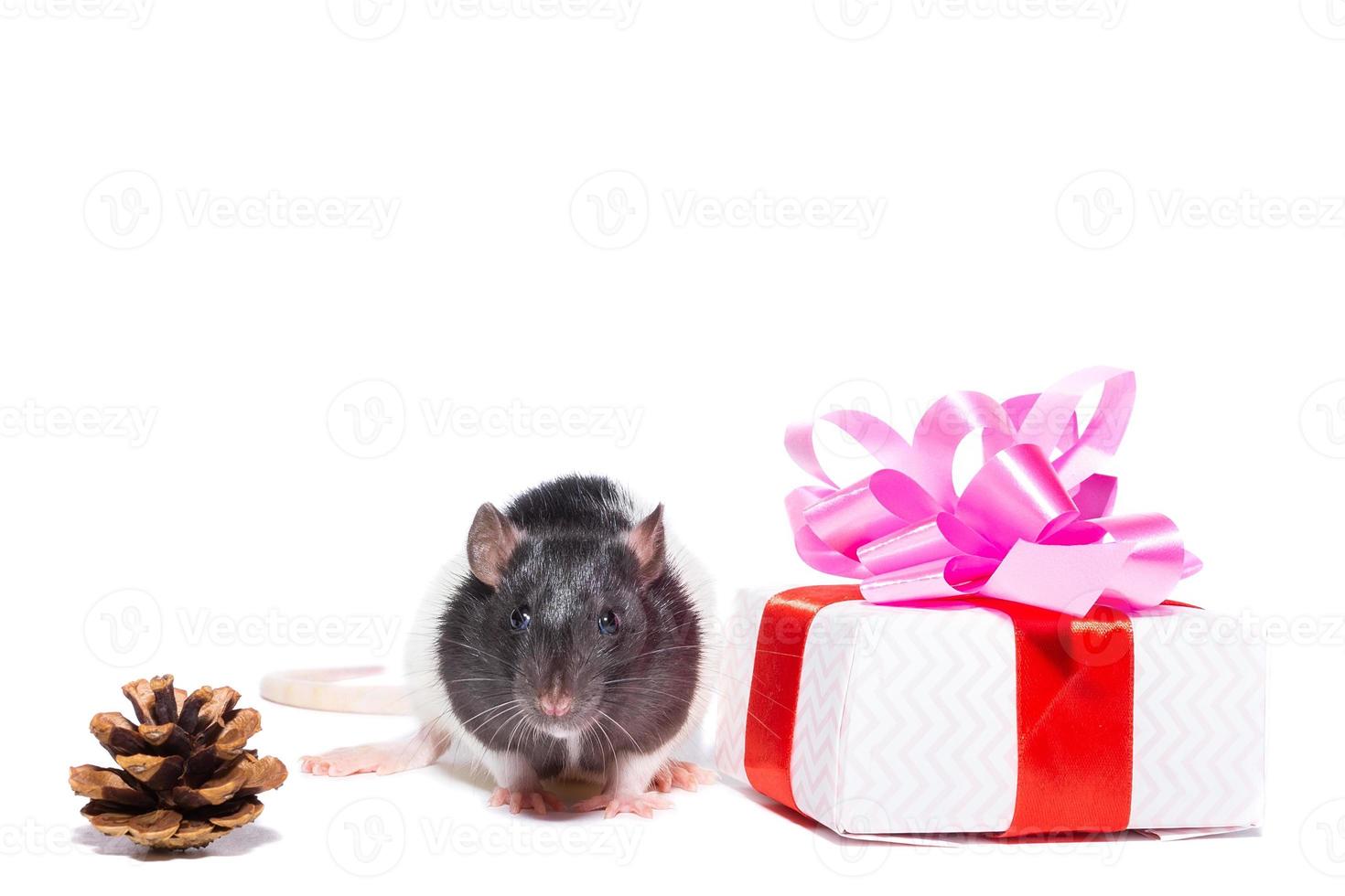 rat on white background photo