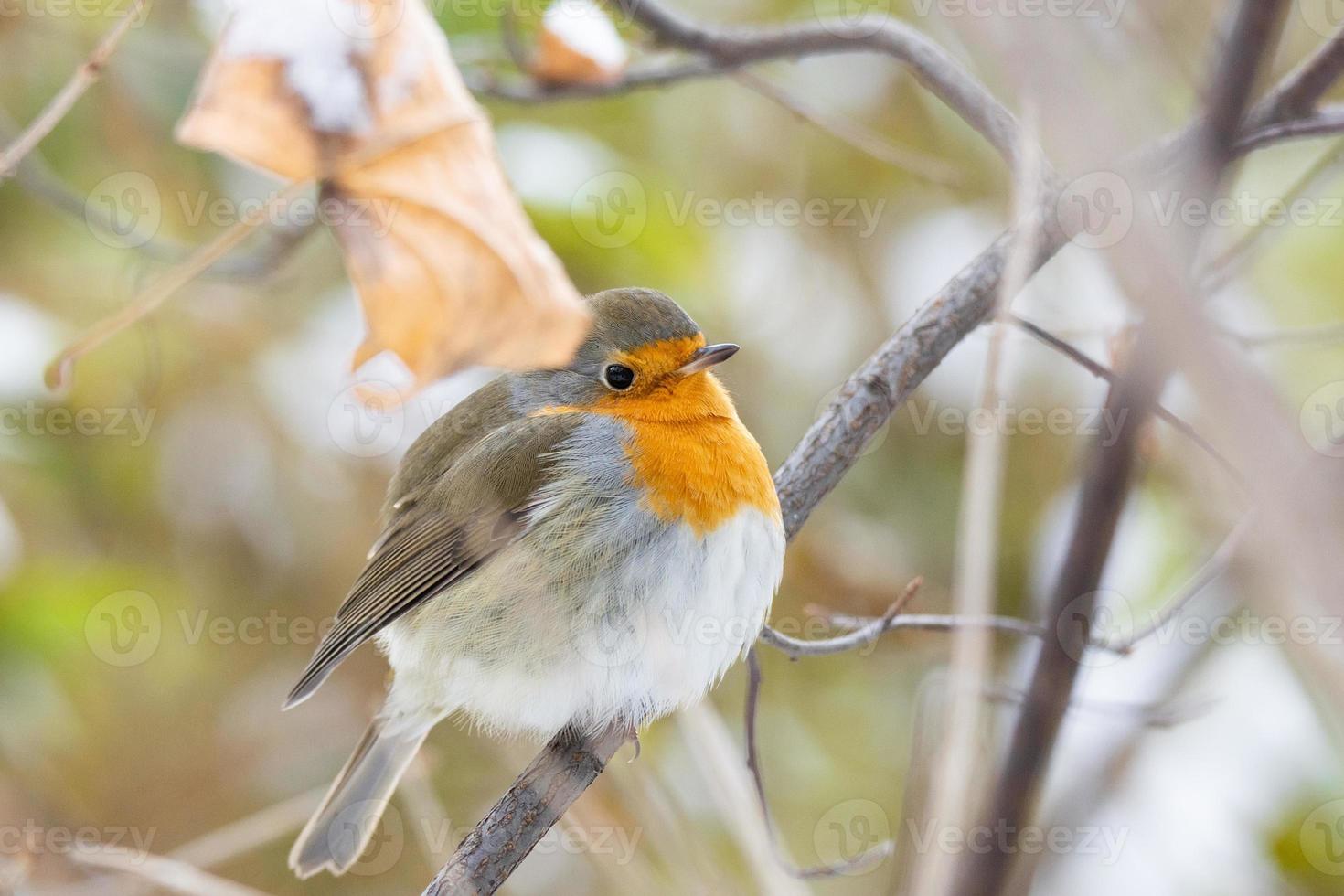 Robin red breast snow scene photo