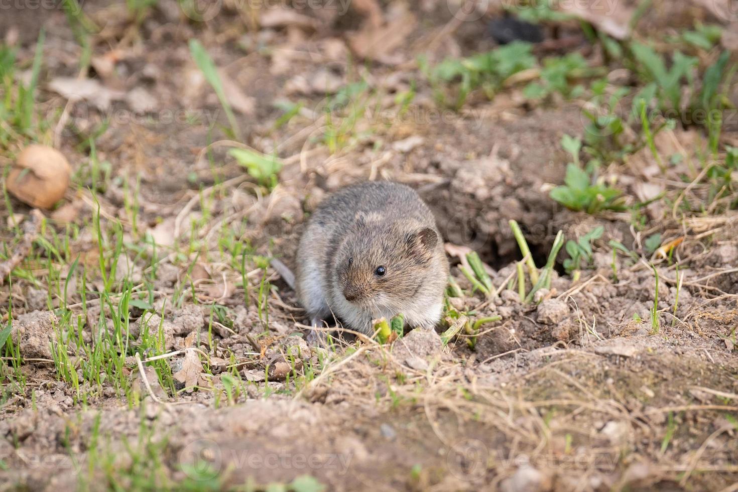 The striped field mouse photo