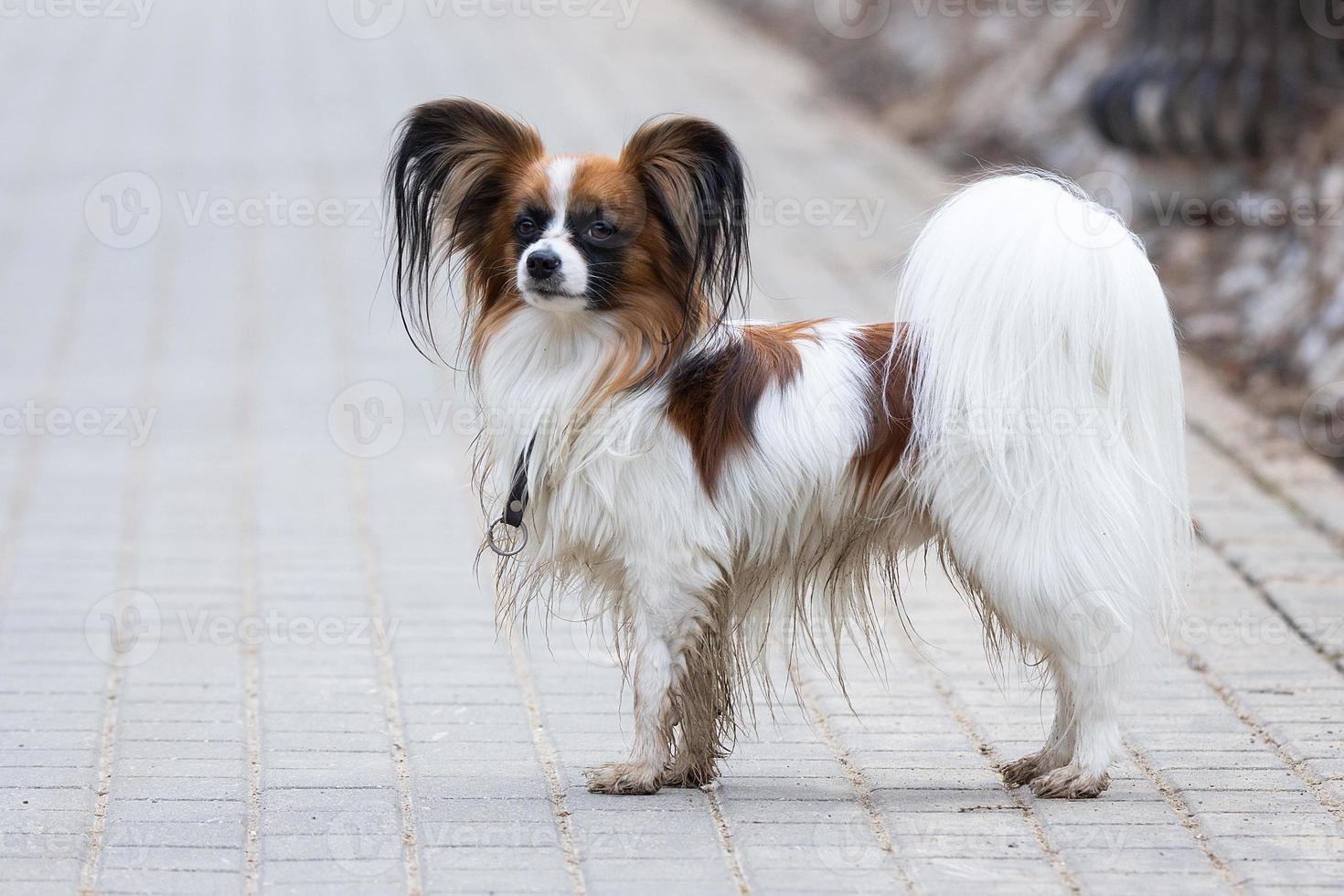 retrato al aire libre del perro papillon foto