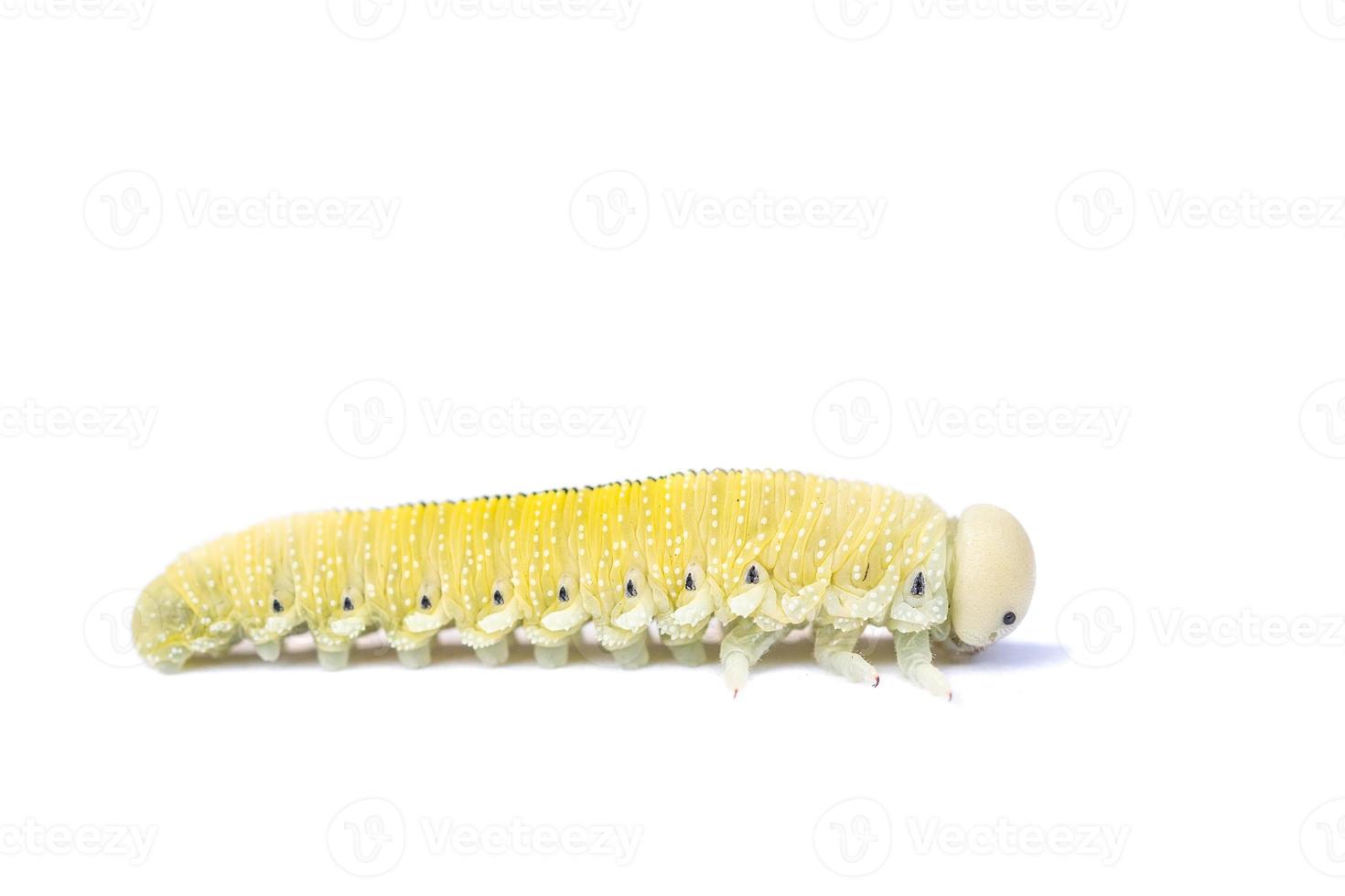 caterpillar on a white background photo