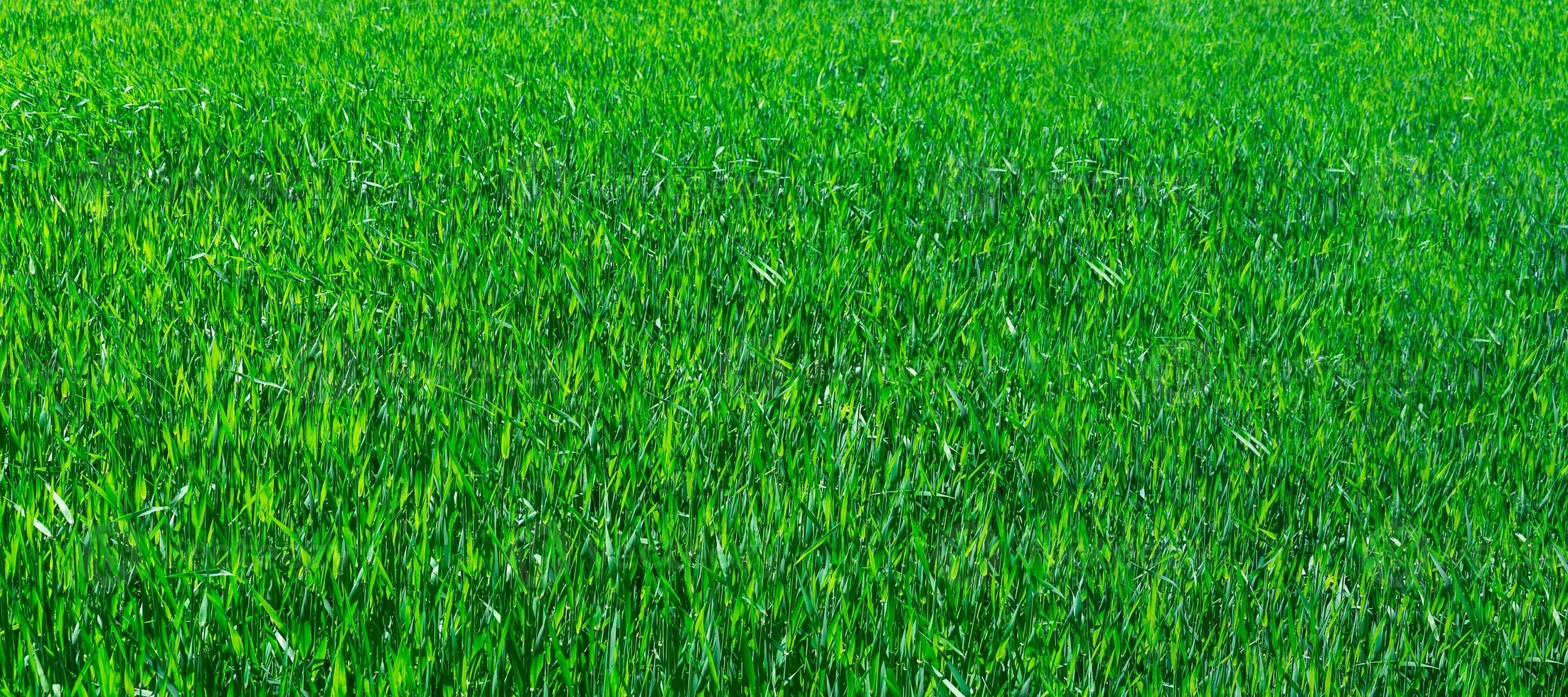 texture of the green grass photo