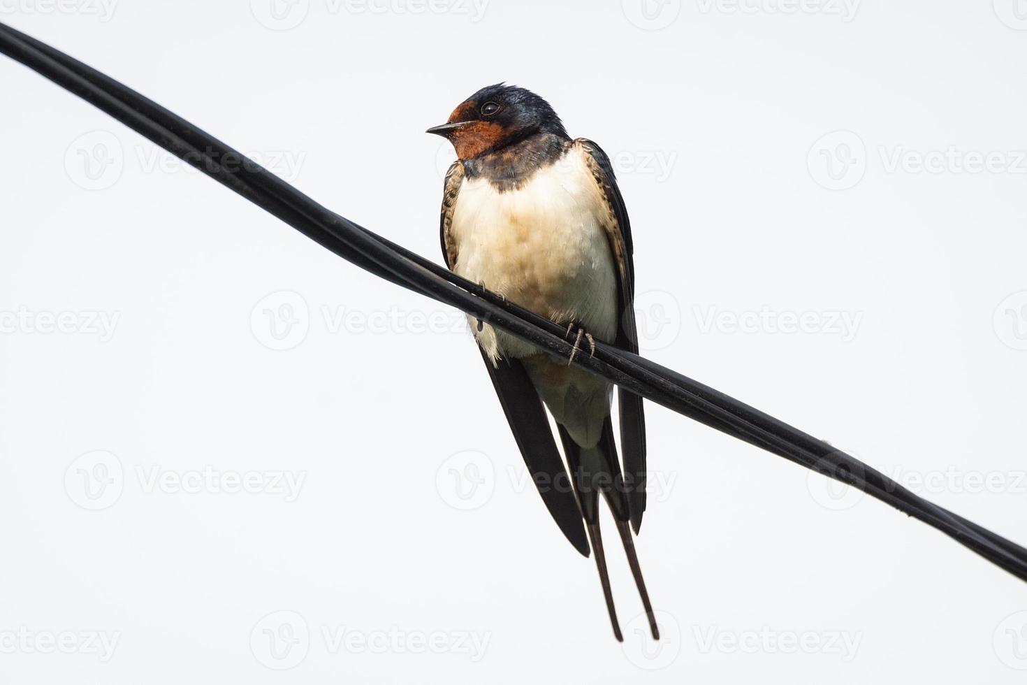 Swallow on the electric wire photo