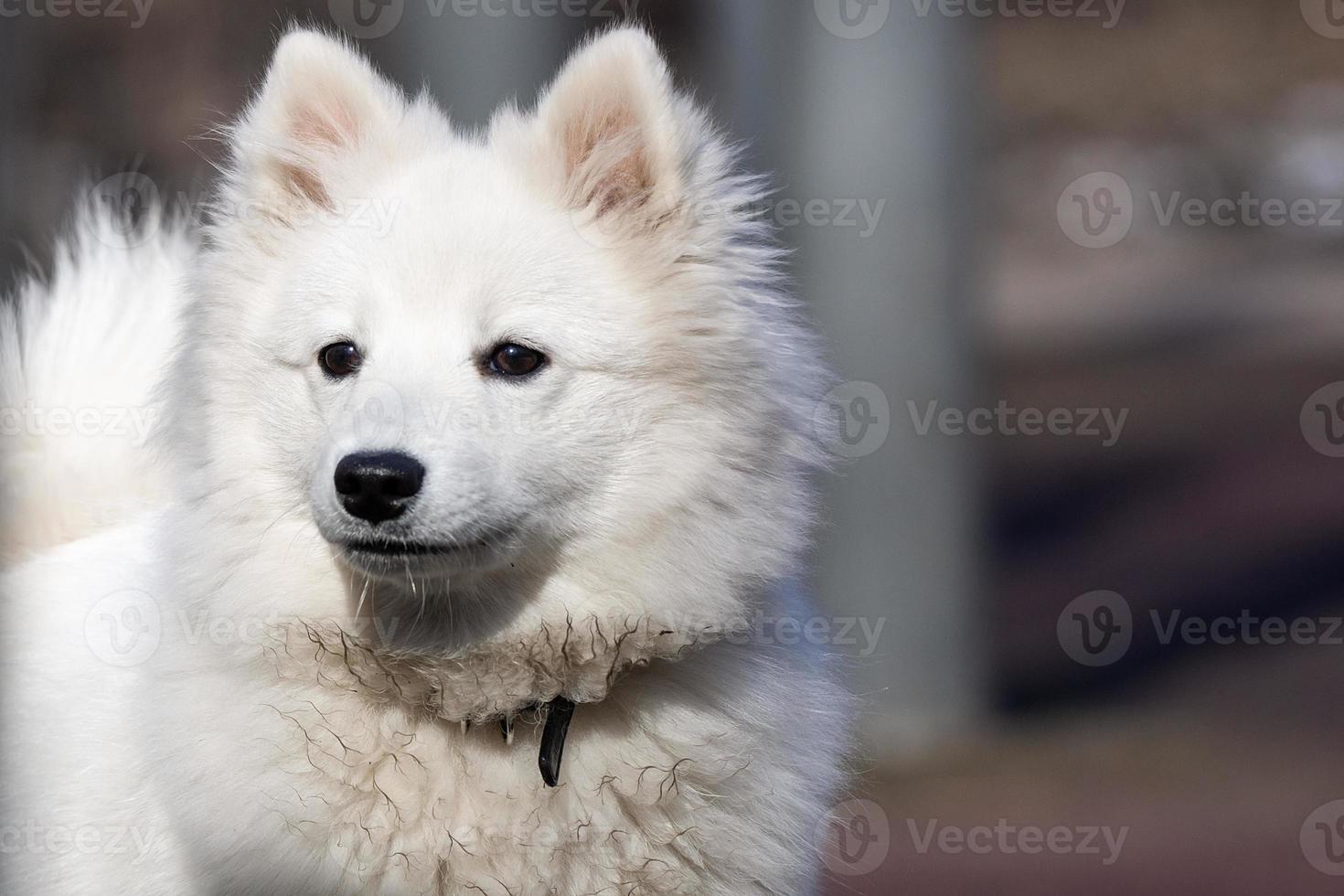 perro samoyedo en el parque foto