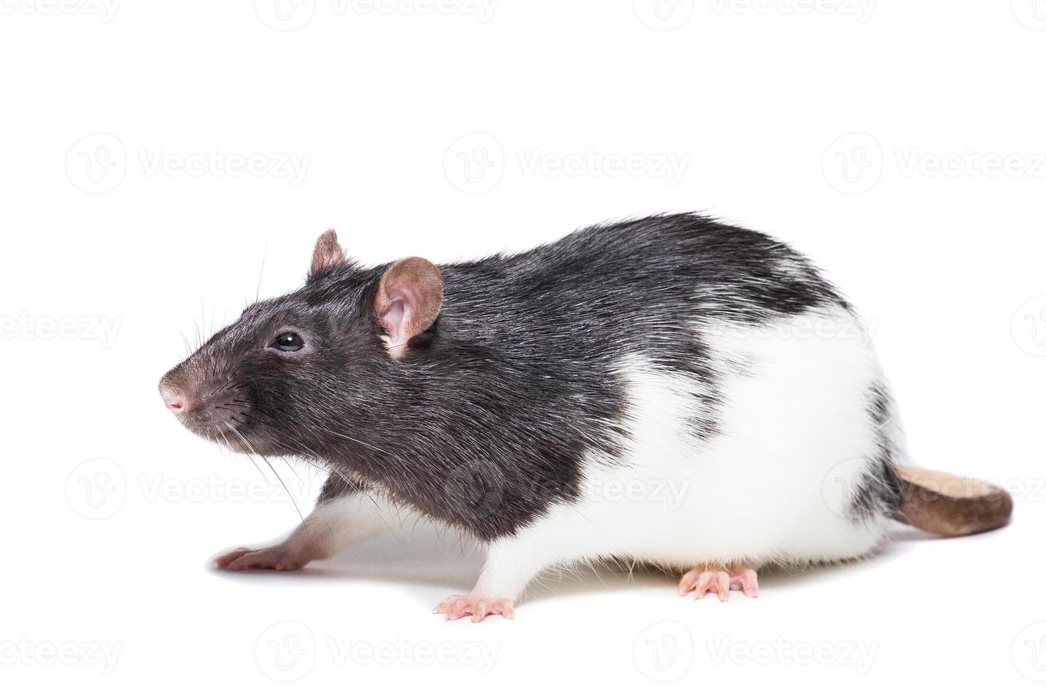 rat isolated on white background photo