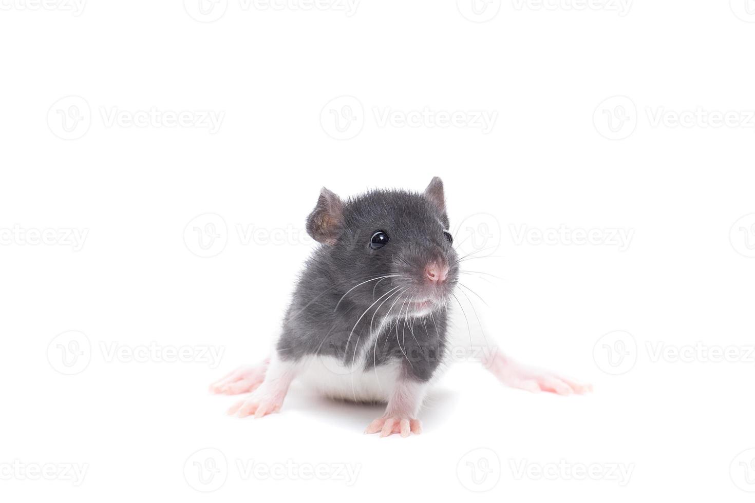 rat on white background photo