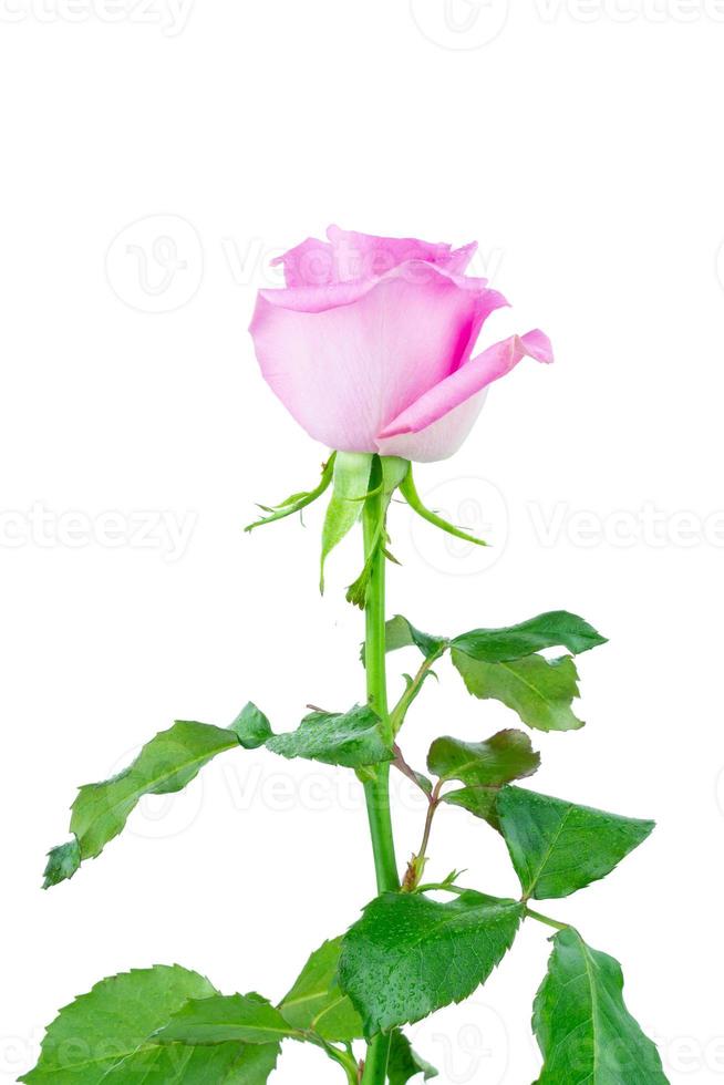 pink rose on white background photo