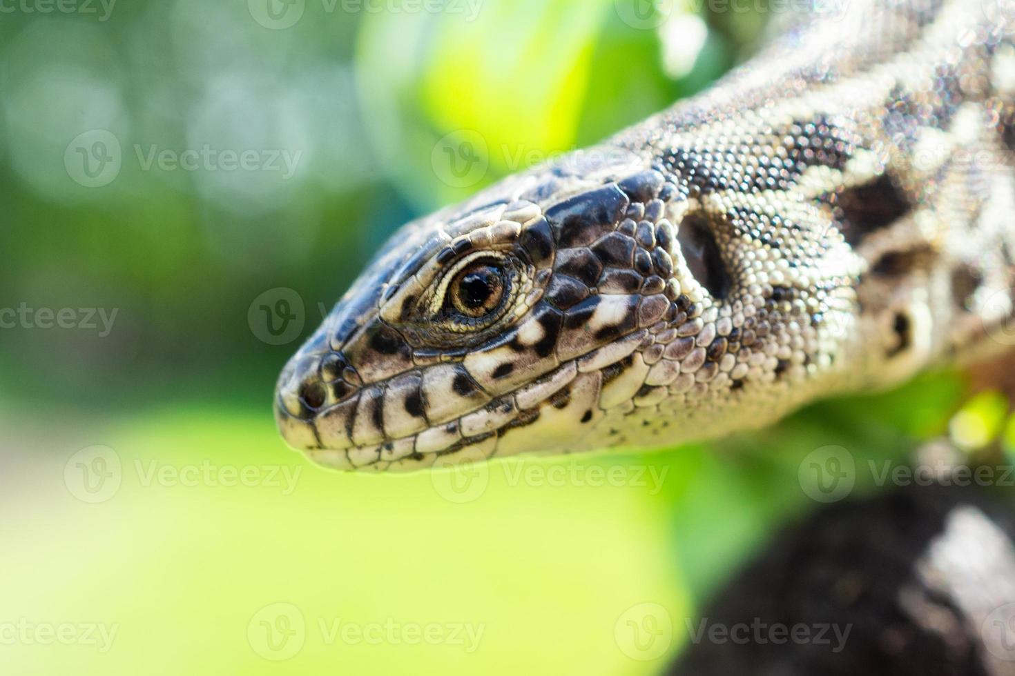 lizard on the grass photo