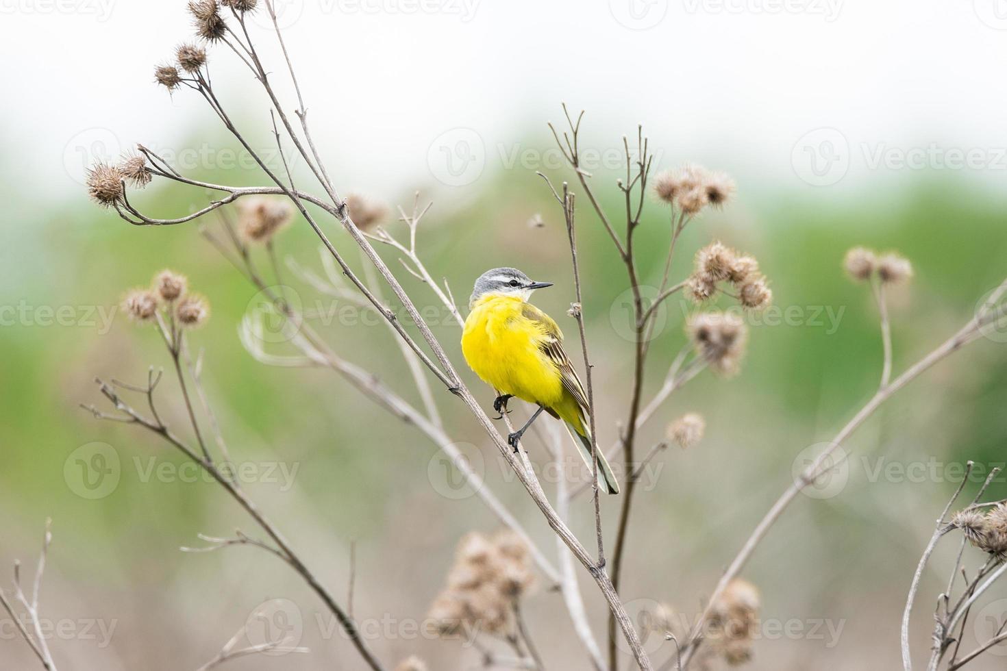 motacilla flava lavandera amarilla foto