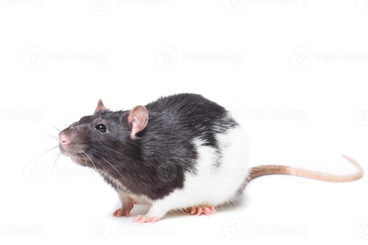 rat on white background photo
