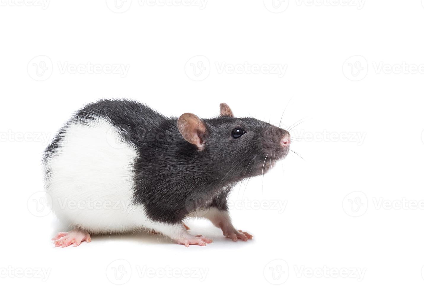 rat on white background photo