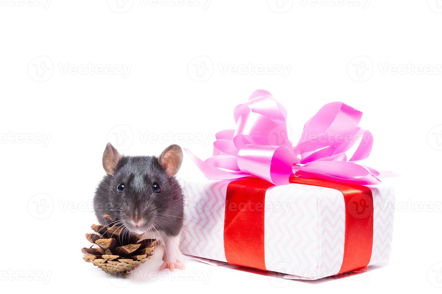 rat on white background photo