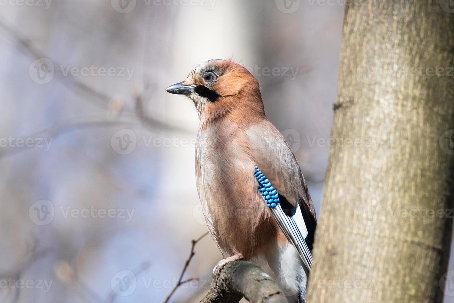 Eurasian Jay Garrulus glandarius photo