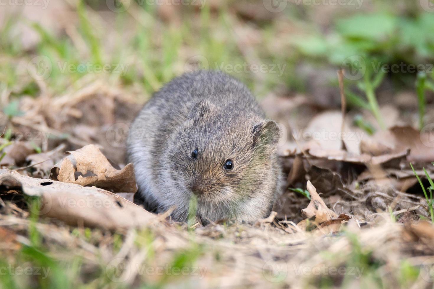 The striped field mouse photo