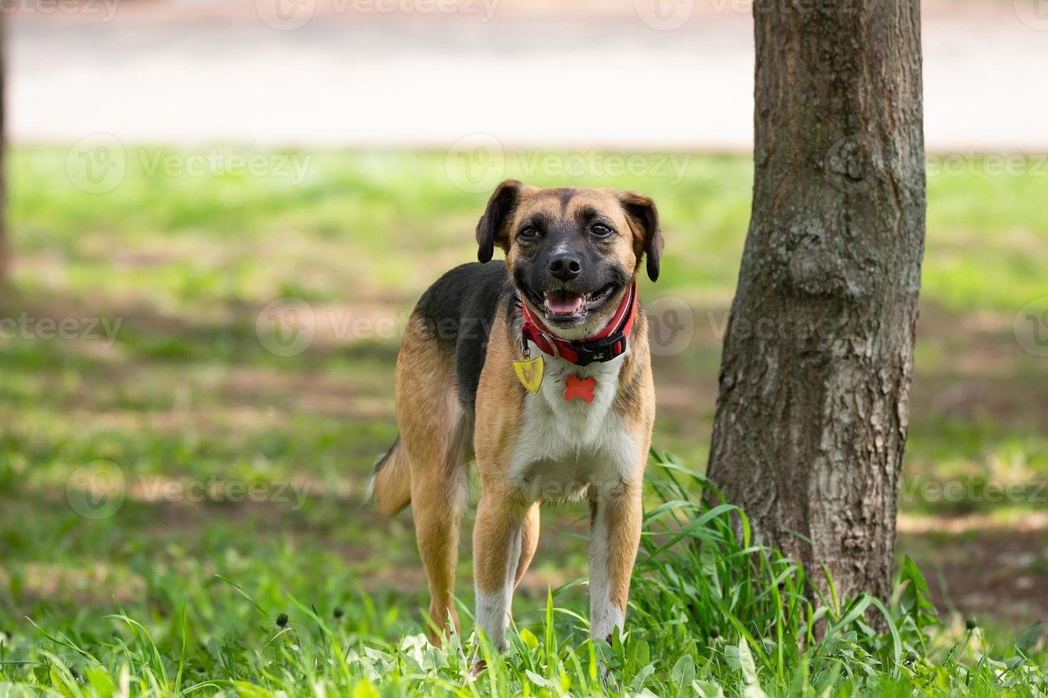 a dog on the nature photo