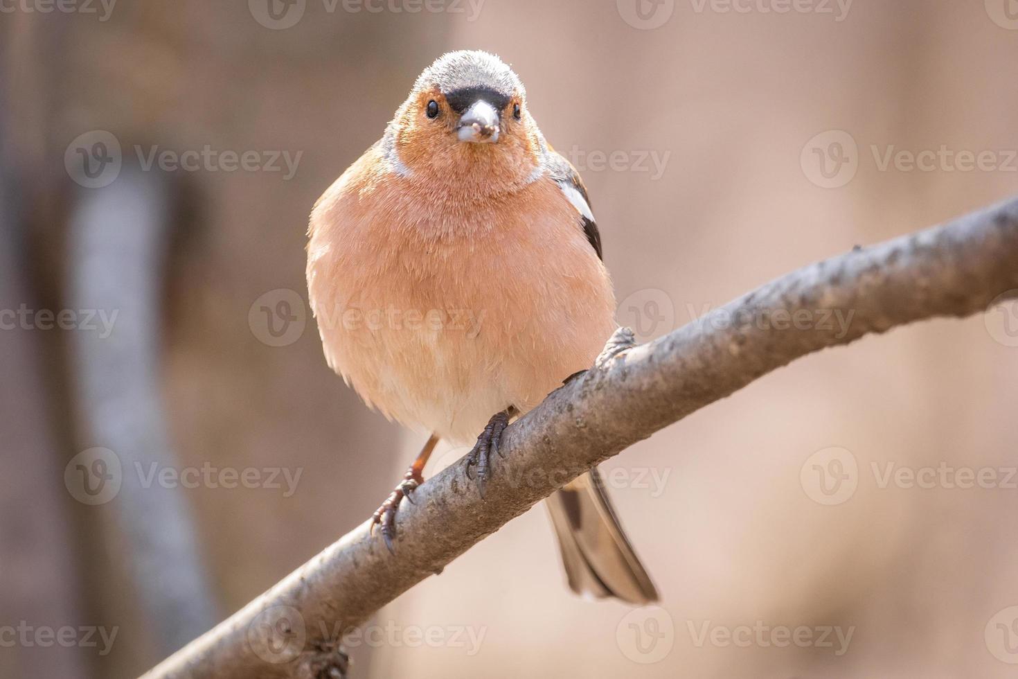 Chaffinch on a branch photo