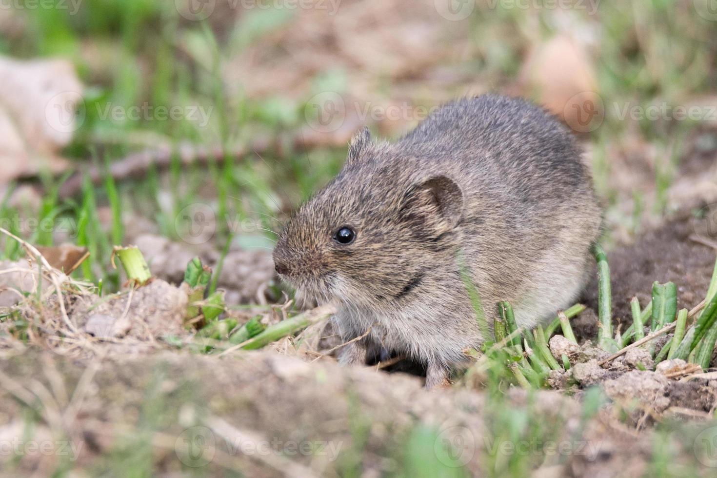 The striped field mouse photo