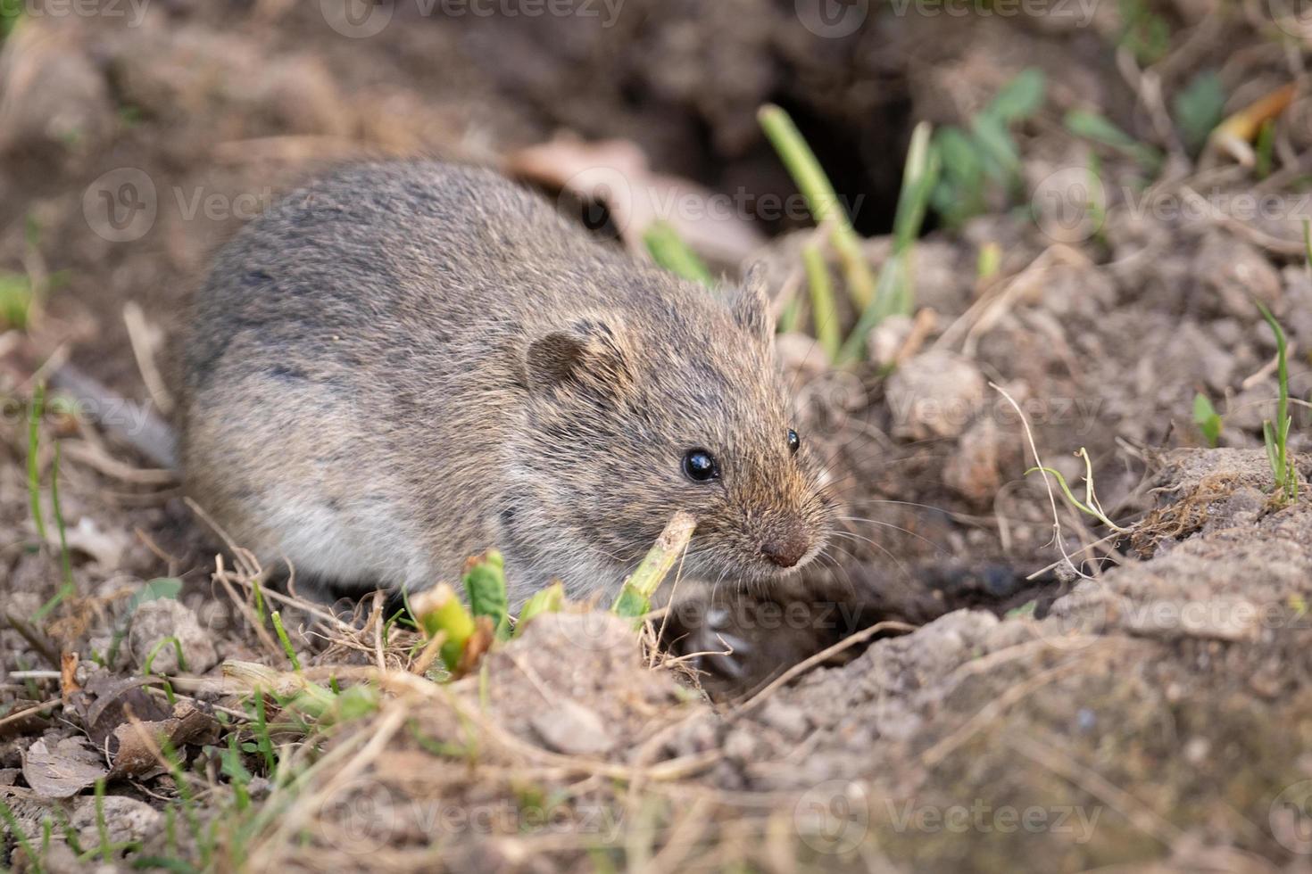 The striped field mouse photo