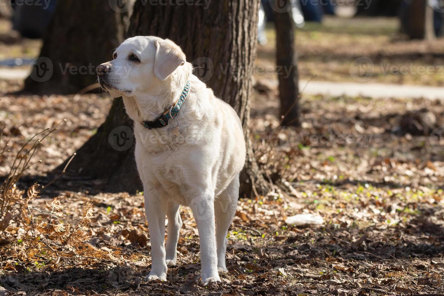 Yellow Labrador Retriever photo