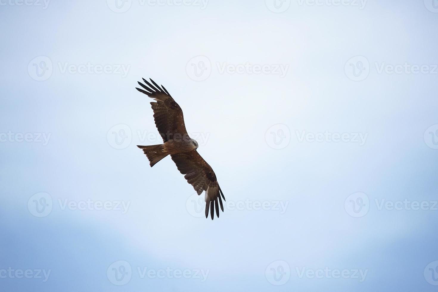 Black kite Milvus migrans photo