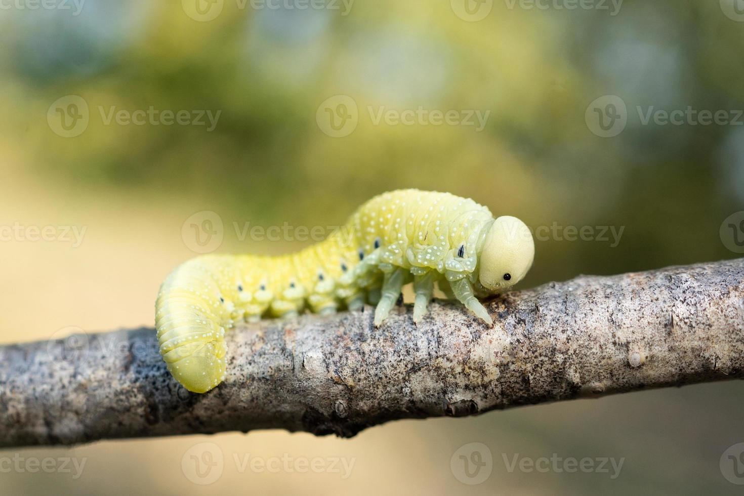 Cimbex femoratus birch Sawfly caterpillars photo