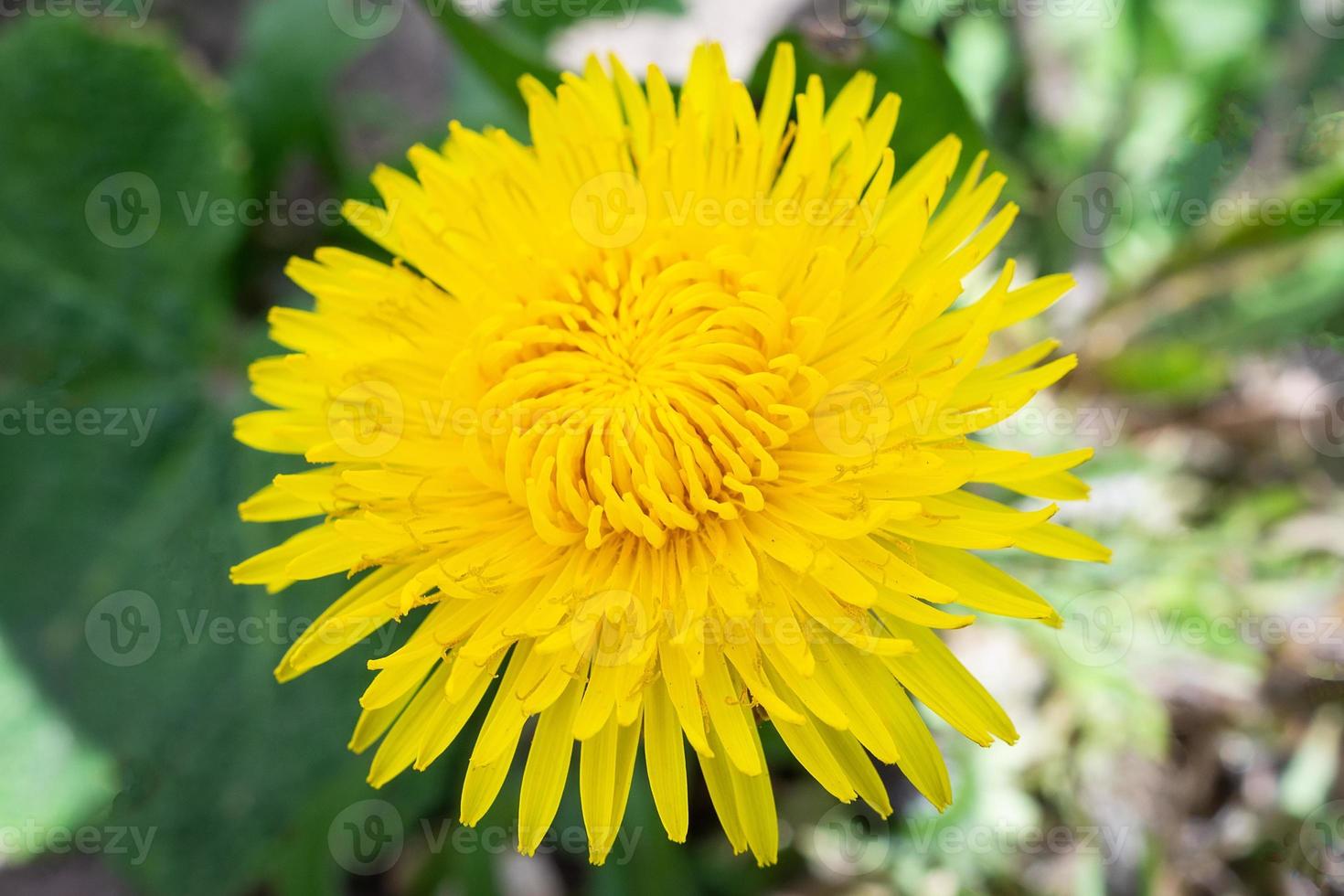 Dandelion macro photo