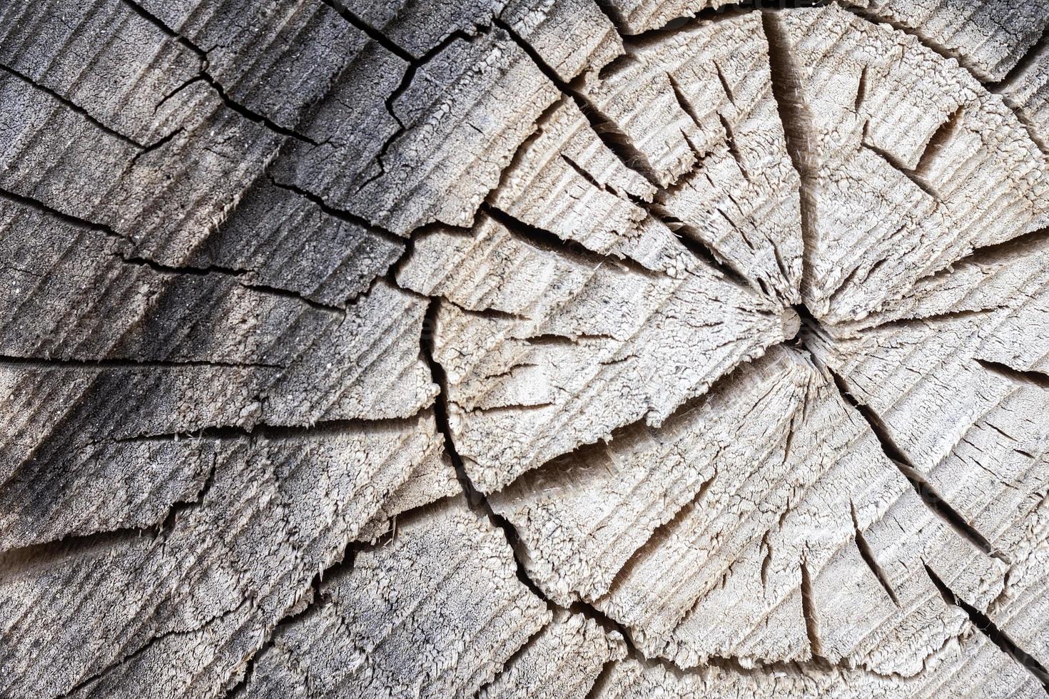 textura de arbol de fondo foto