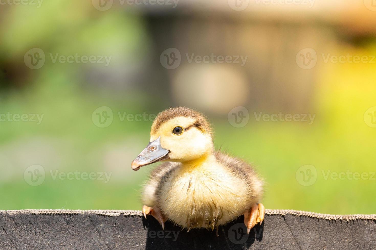 duckling on the grass photo