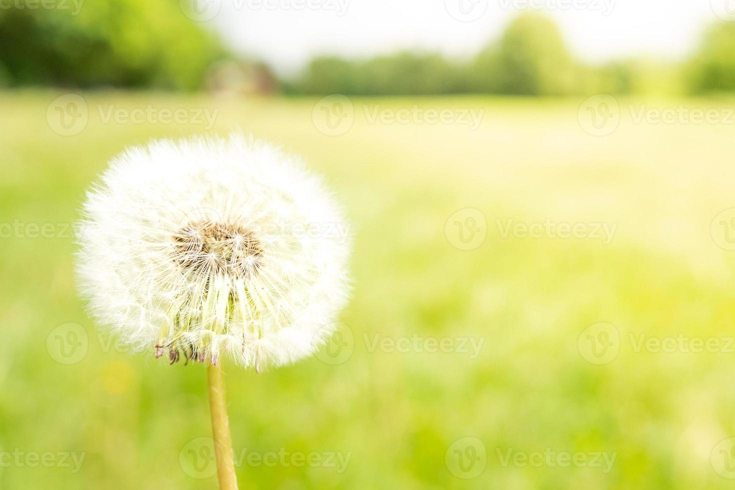 dandelion against nature photo