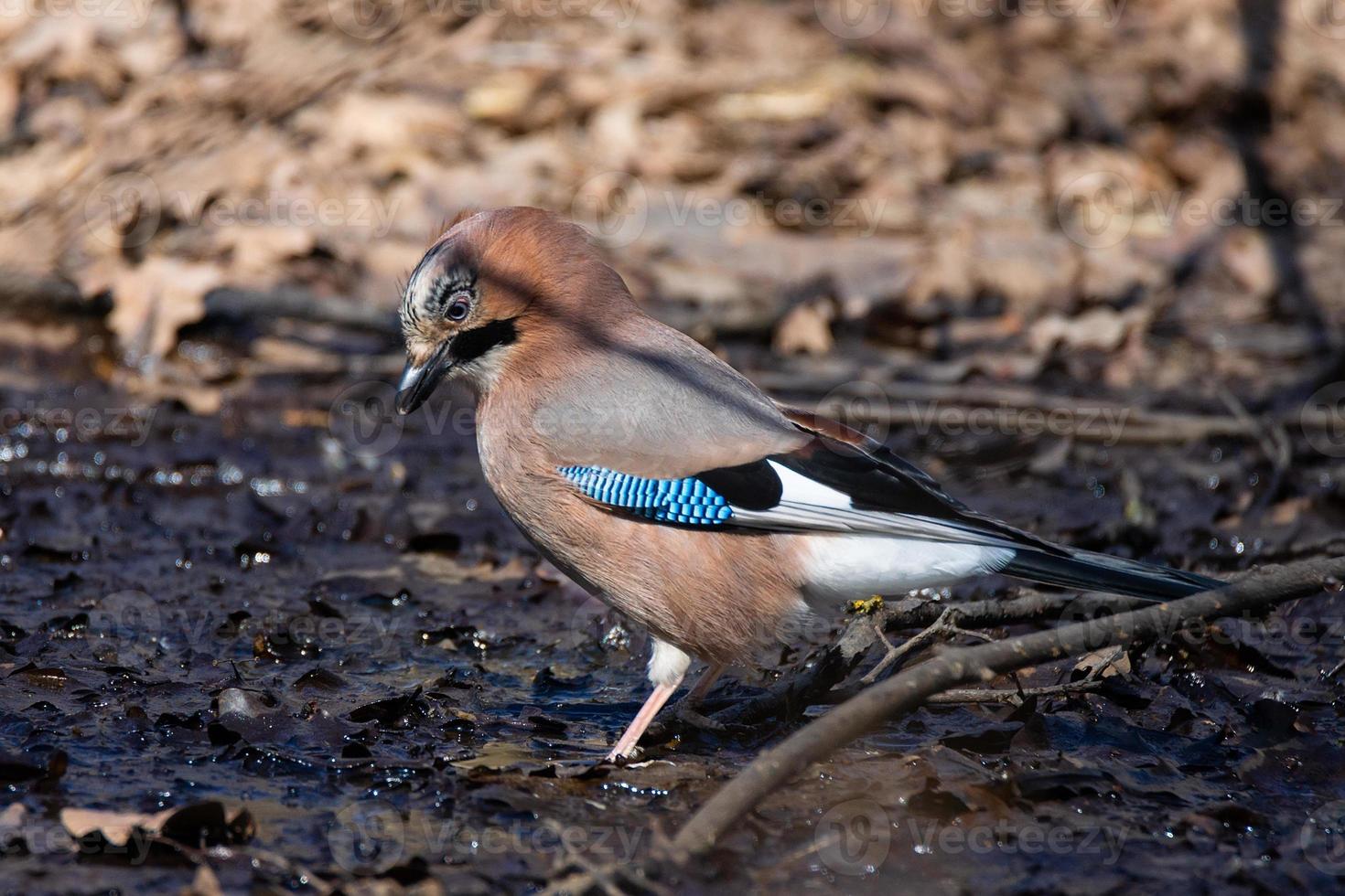 Eurasian Jay Garrulus glandarius photo