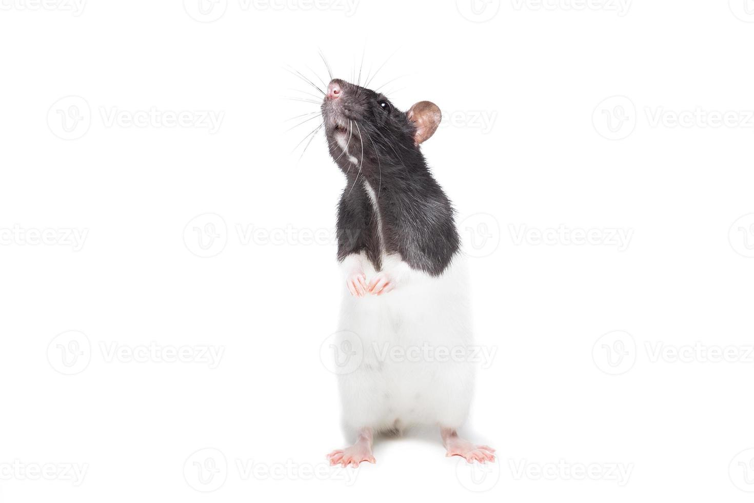 rat on white background photo