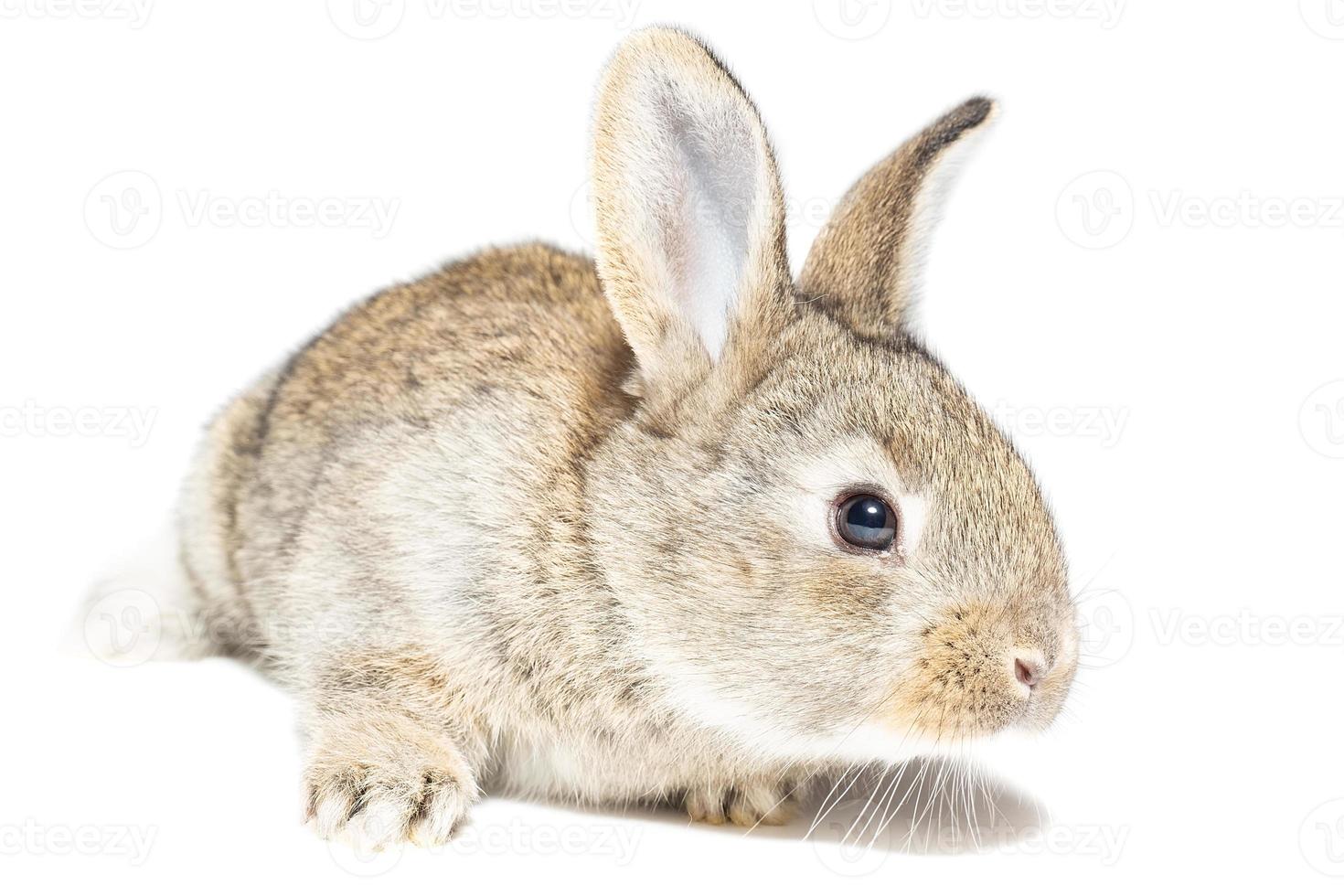 rabbit on white background photo