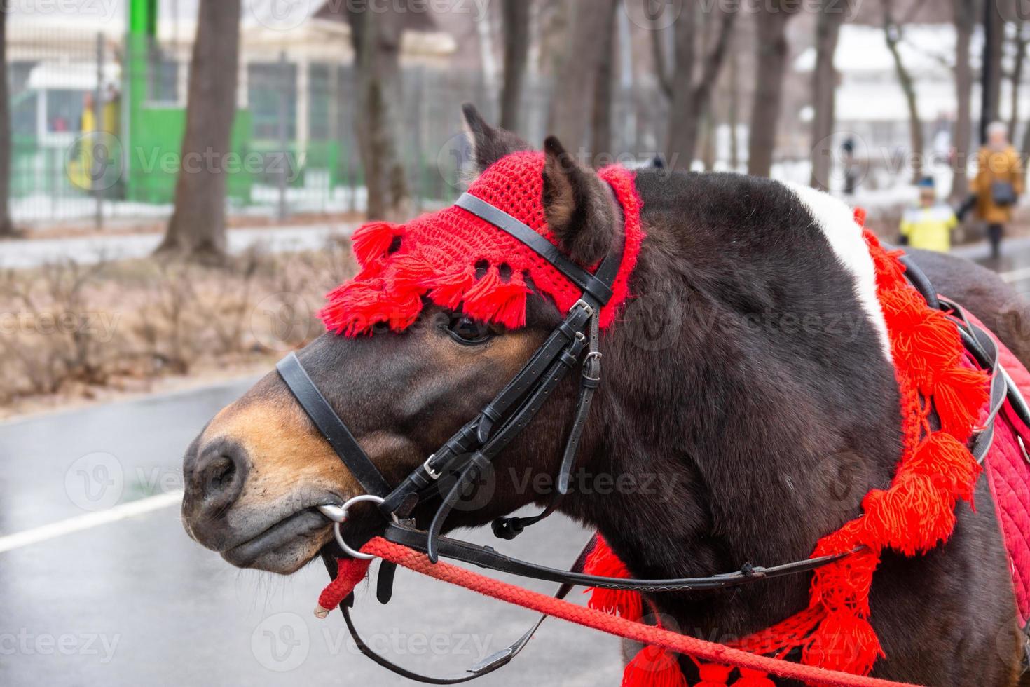 pony in winter Park photo