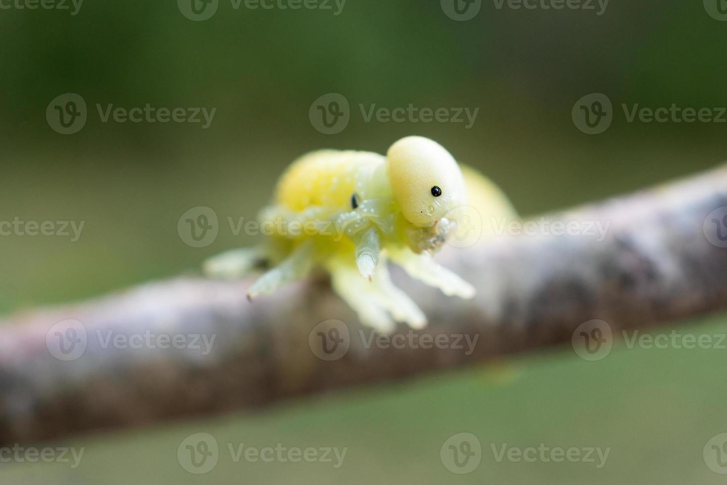 Cimbex femoratus birch Sawfly caterpillars. photo
