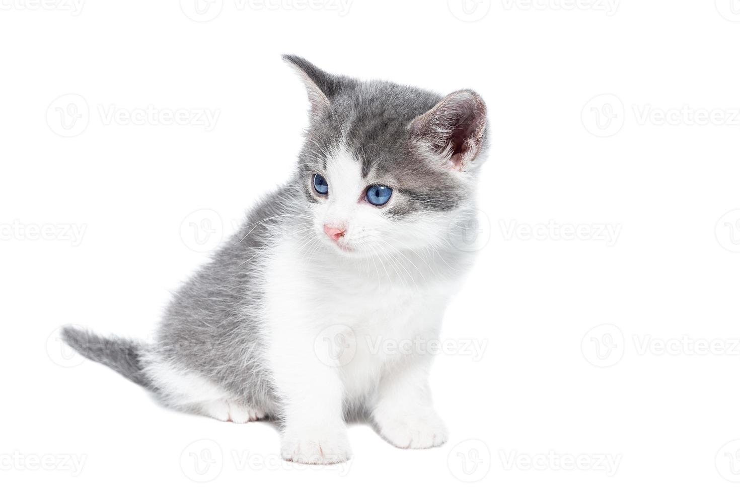 kitten on a white background. photo