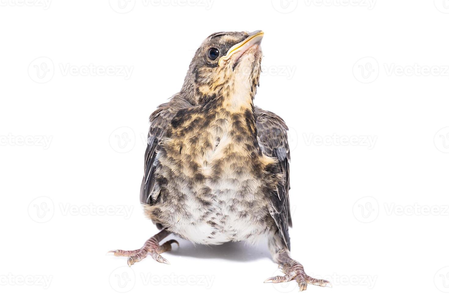 song thrush white background photo