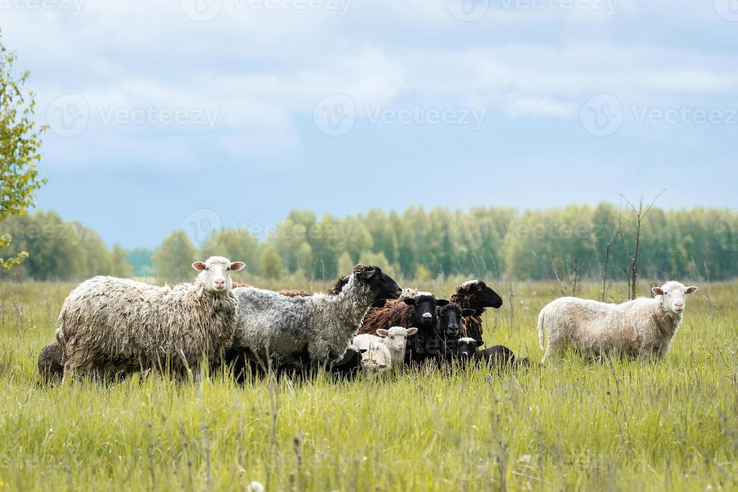 Lambs and sheep green grass photo
