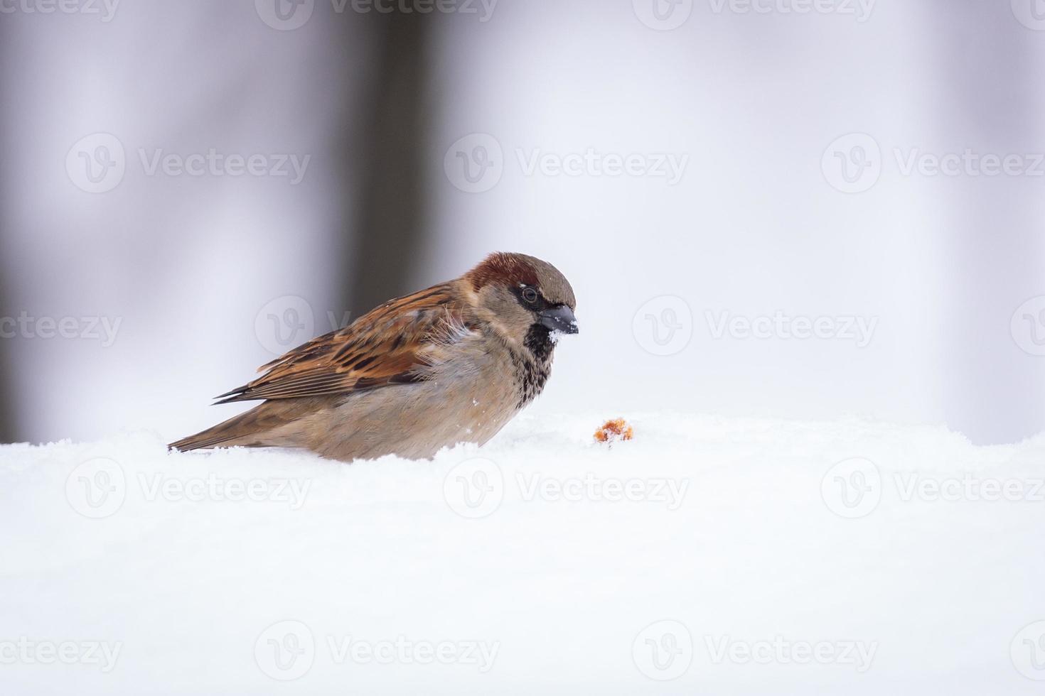 gorrión en la nieve foto