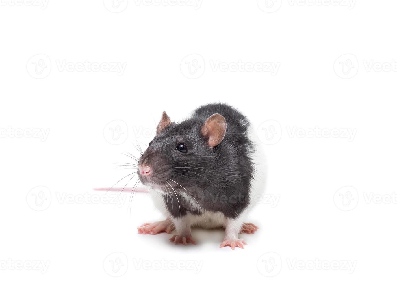 rat on white background photo