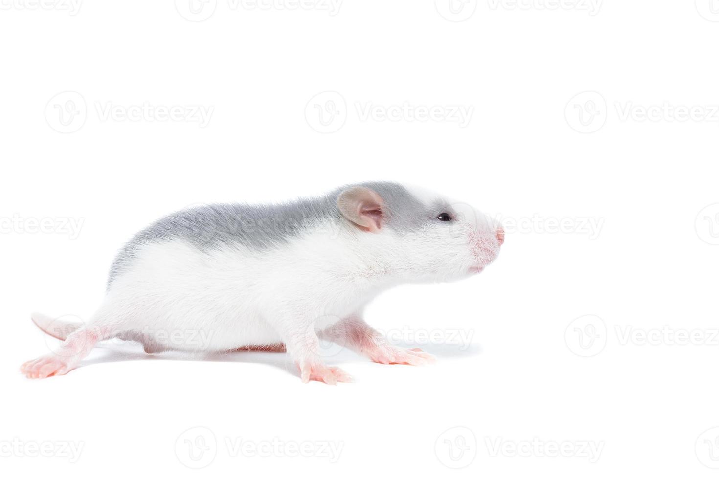 rat on white background photo