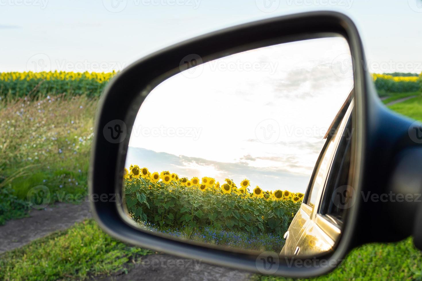 sunflowers and machine photo