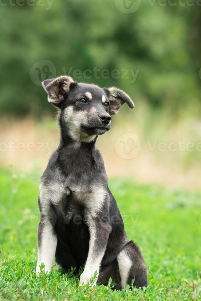 puppy on the grass photo