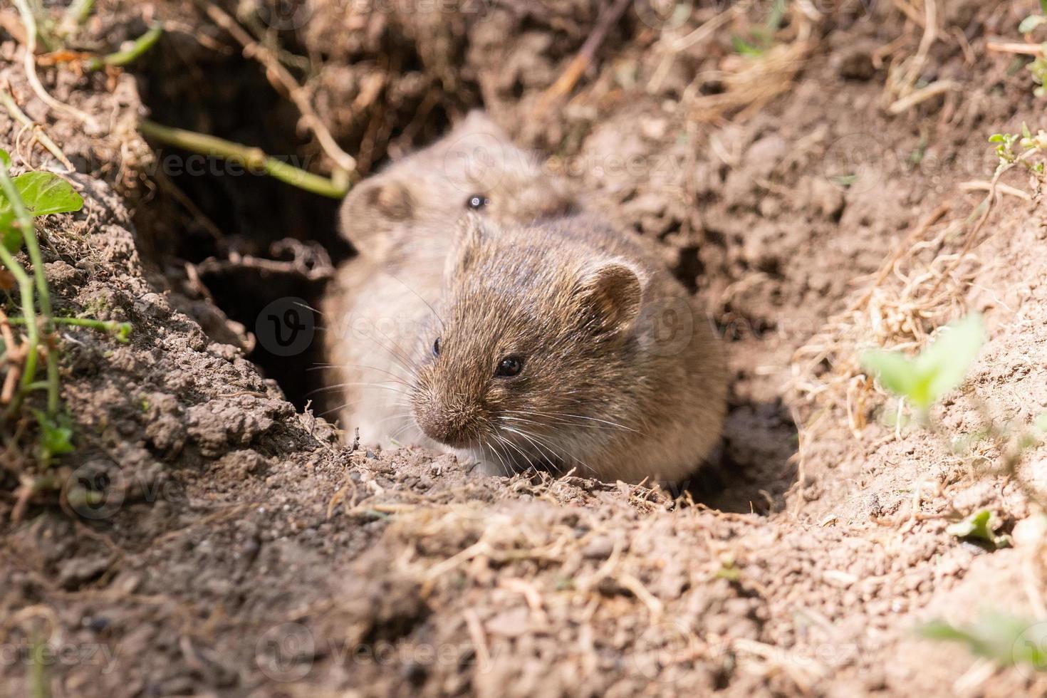 The striped field mouse photo