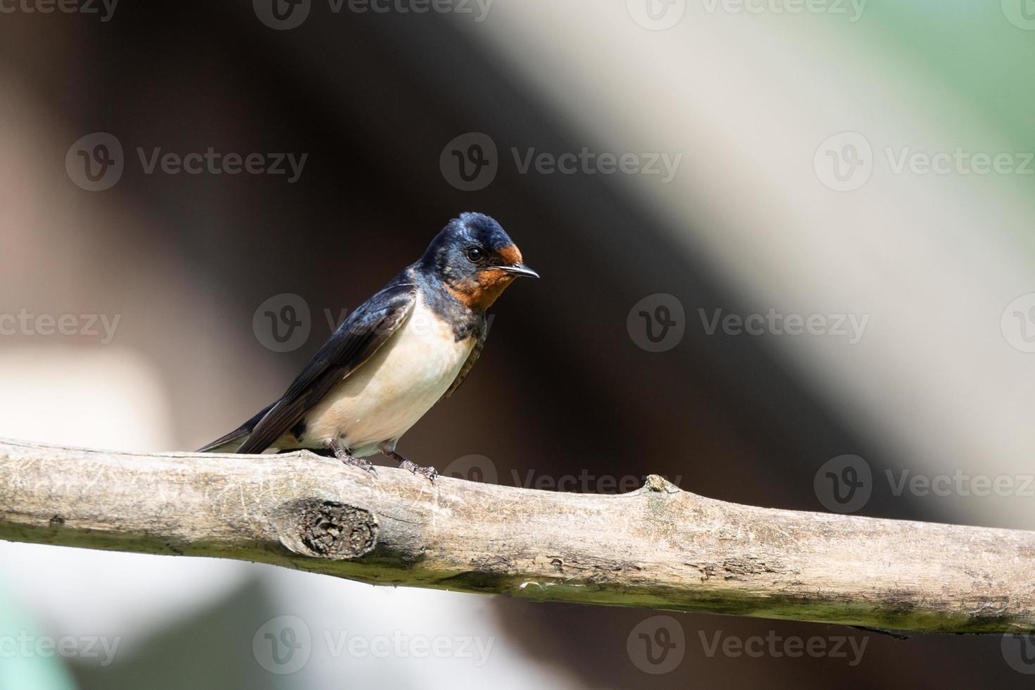 Swallow on the electric wire photo